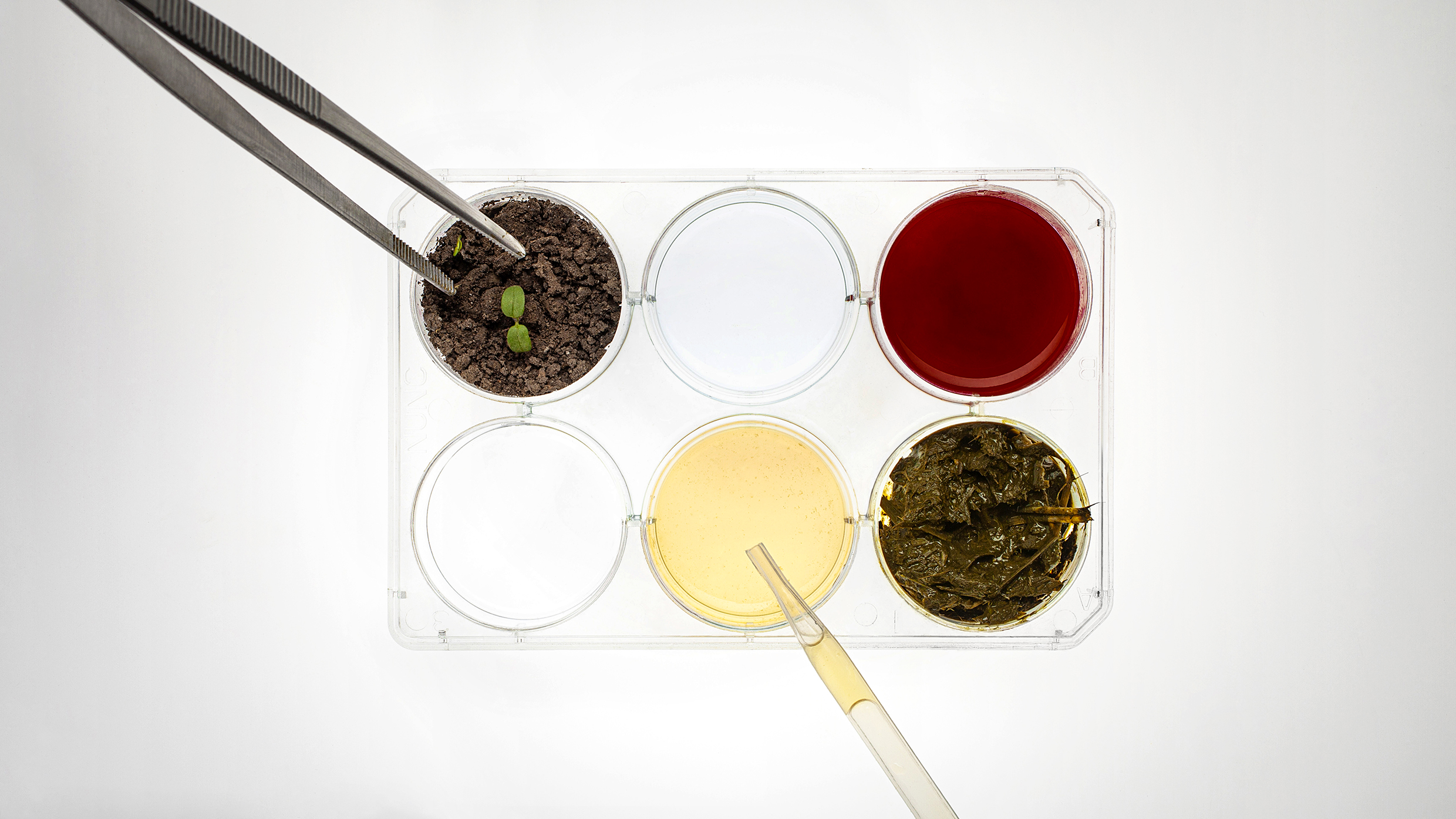 Petri dishes